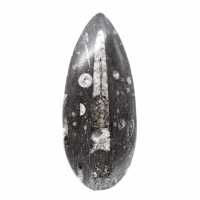 Orthoceras fossile