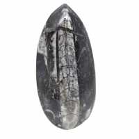 Orthoceras fossile dal Marocco