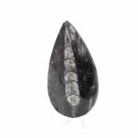 Orthoceras fossile