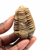 Trilobite fossile
