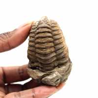 Trilobite fossile