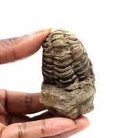 Trilobite fossile