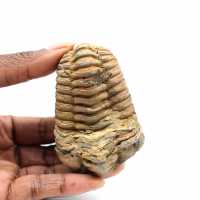 Trilobite fossile