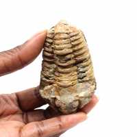 Trilobite fossile
