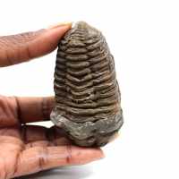 Trilobite fossile