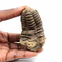 Trilobite fossile