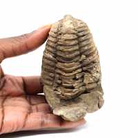 Trilobite fossile