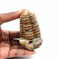 Trilobite fossile