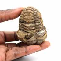 Trilobite fossile