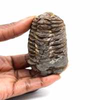 Trilobite fossile