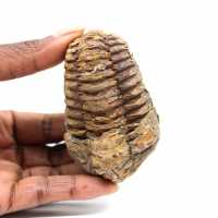 Trilobite fossile