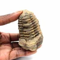 Trilobite fossile