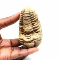Trilobite fossile