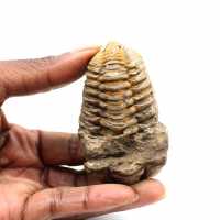 Trilobite fossile