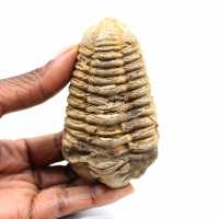 Trilobite fossile