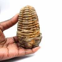 Trilobite fossile
