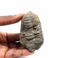 Trilobite fossile