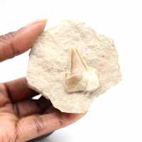 Dente fossile di Otodus