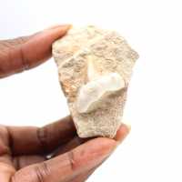 Dente fossile di Otodus dal Marocco