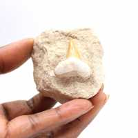 Dente fossile di Otodus dal Marocco