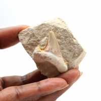 Dente fossile di Otodus