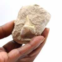 Dente fossile di Otodus