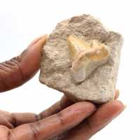 Dente fossile di Otodus dal Marocco