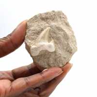 Dente fossile di Otodus dal Marocco
