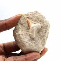 Dente fossile di Otodus