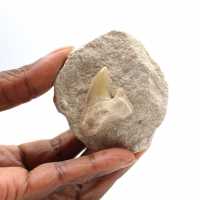 Dente fossile di Otodus dal Marocco