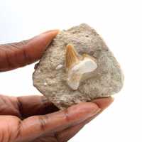 Dente fossile di Otodus dal Marocco