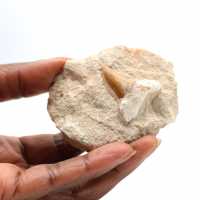 Dente fossile di Otodus dal Marocco