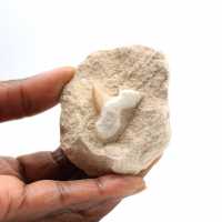Dente fossile di Otodus