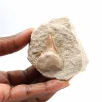 Dente fossile di Otodus dal Marocco