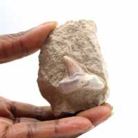 Dente fossile di Otodus