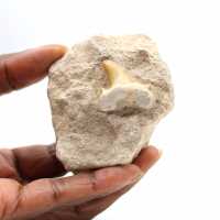 Dente fossile di Otodus dal Marocco