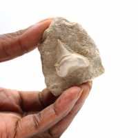 Dente fossile di Otodus dal Marocco