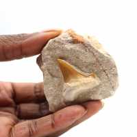 Dente fossile di Otodus