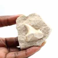 Dente fossile di Otodus dal Marocco