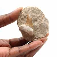 Dente fossile di Otodus