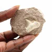 Dente fossile di Otodus dal Marocco