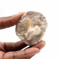 Dente fossile di Otodus