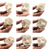 Dente fossile di Otodus dal Marocco