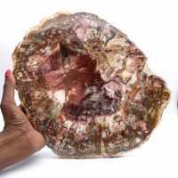 Fetta lucida di legno pietrificato (fossile), esemplare decorativo proveniente dal Madagascar Fetta lucida di legno pietrificato (fossile), esemplare decorativo proveniente dal Madagascar