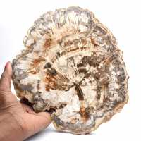Fetta di legno fossile da collezione, lucidata su entrambi i lati, Madagascar Fetta di legno fossile da collezione, lucidata su entrambi i lati, Madagascar