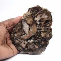 Piccola fetta di legno pietrificato lucidato, autentico fossile, Madagascar Piccola fetta di legno pietrificato lucidato, autentico fossile, Madagascar
