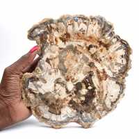 Fossile di legno pietrificato, grande fetta levigata, ornamento decorativo, Madagascar Fossile di legno pietrificato, grande fetta levigata, ornamento decorativo, Madagascar