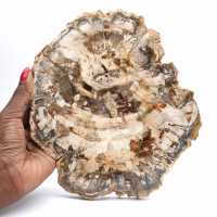 Fetta lucidata di legno fossilizzato (pietrificato), esemplare massiccio, Madagascar Fetta lucidata di legno fossilizzato (pietrificato), esemplare massiccio, Madagascar