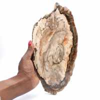 Fetta di legno fossile lucidato, prestigioso esemplare decorativo, Madagascar