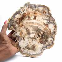 Fetta di legno pietrificato lucidato, fossile di albero, collezione del Madagascar Fetta di legno pietrificato lucidato, fossile di albero, collezione del Madagascar